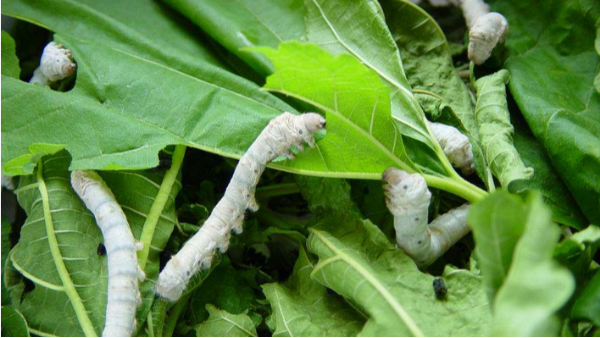 蚕室的除湿机要怎么选择？